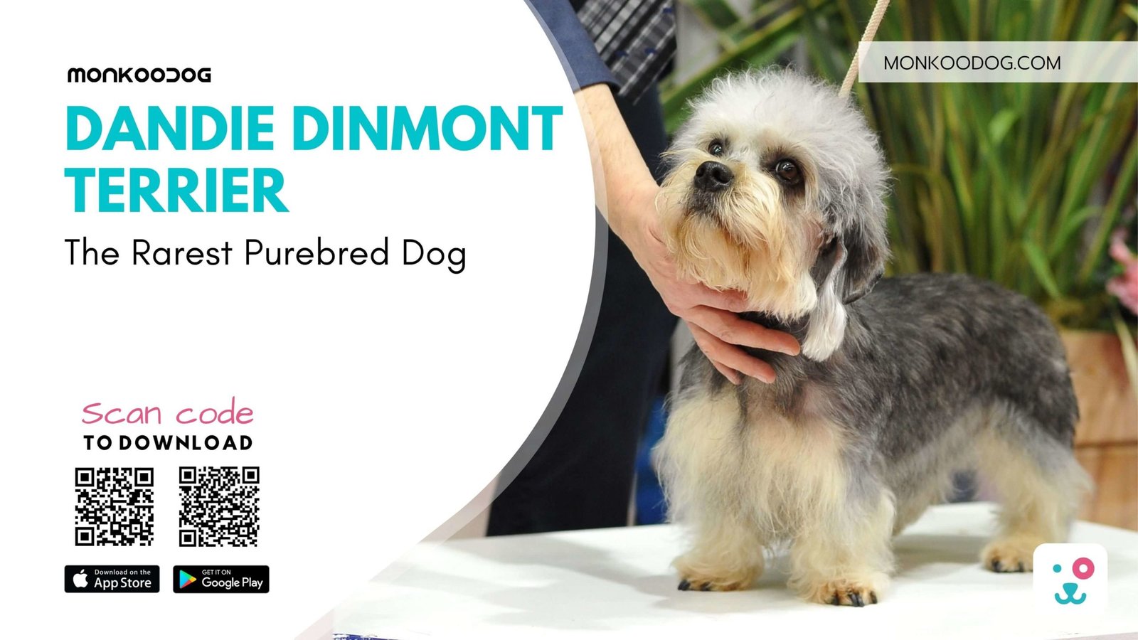 Dandie Dinmont Terrier The Rarest Purebred Dog