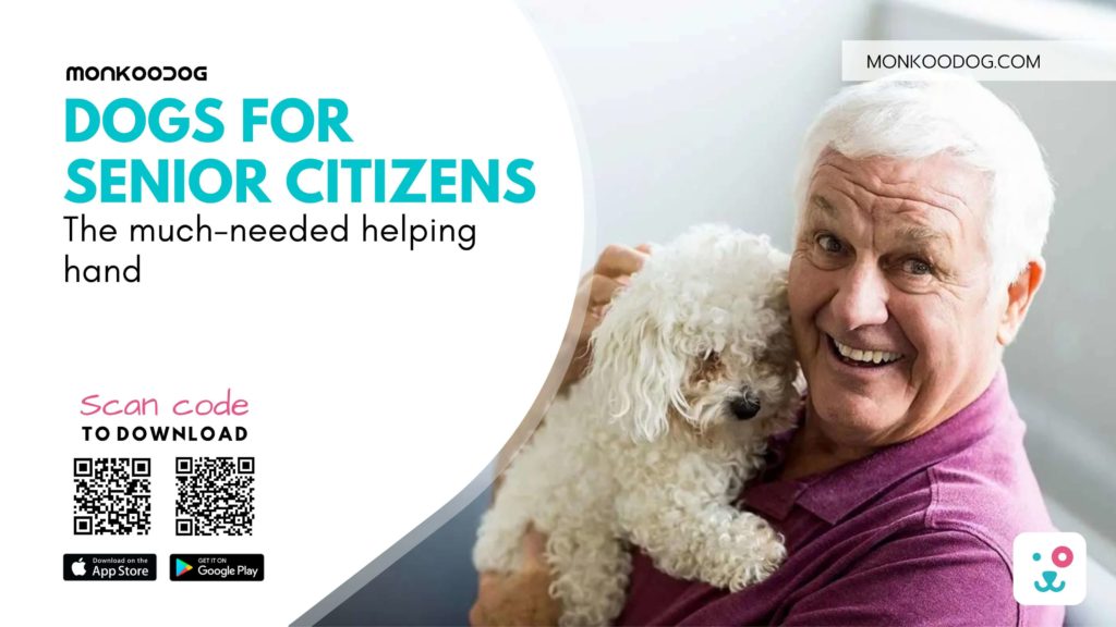 Dogs for Senior Citizens the Much-Needed Helping Hand