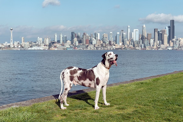 Great Dane | Largest Dog Breeds