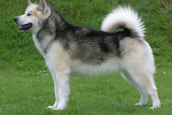 Oldest Dog Breeds: The Untouched Ancients | Monkoodog