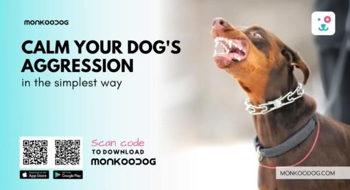 How to Calm Dog Aggression in the Simplest Way?