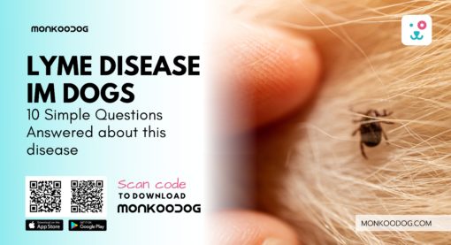 10 Simple Questions Answered about Lyme Disease in Dogs