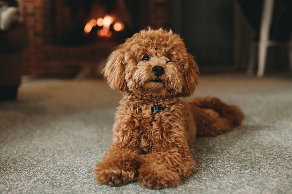 Poodle | Dogs for Senior Citizens