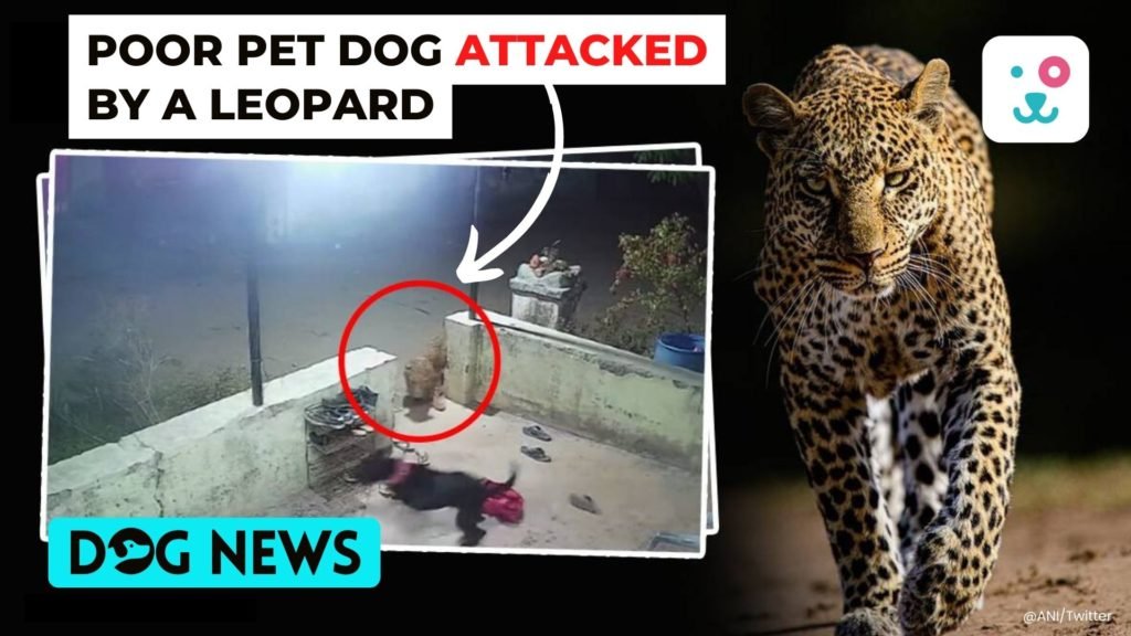Poor Pet Dog Attacked by a Leopard in a Horrifying Incident