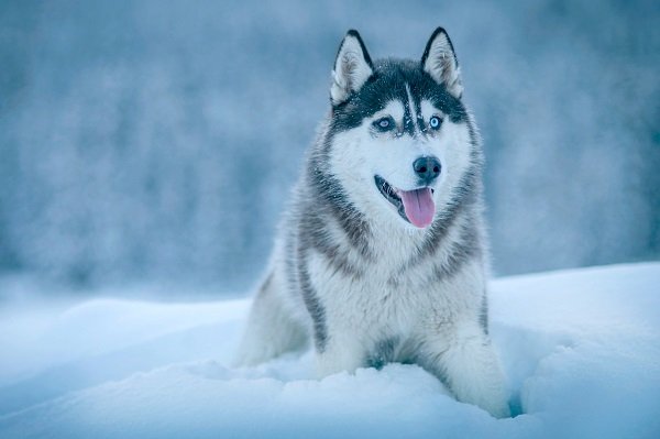 Siberian Husky | Oldest Dog Breeds