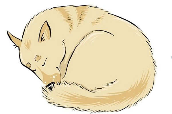 The Donut Dog Sleeping Positions