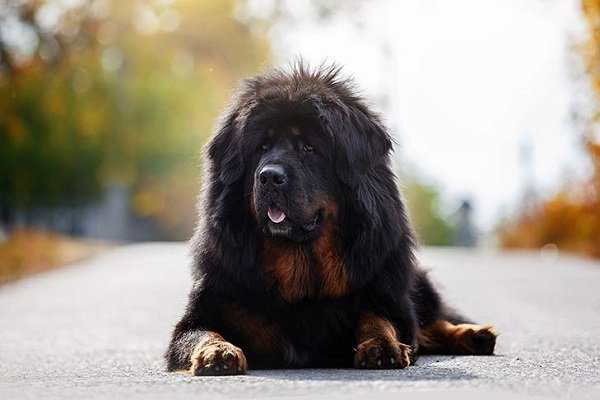 Tibetan Mastiff | Oldest Dog Breeds