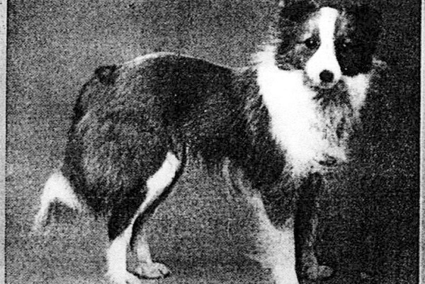 What Are Shetland Sheepdog and Their History?