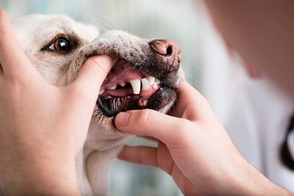 What are the causes of Periodontal Diseases in Dogs?