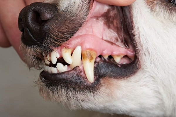 What are the symptoms of Periodontal Disease in Dogs?