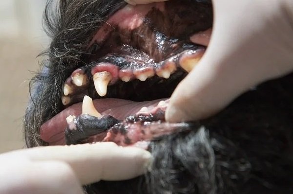 What is Periodontal Disease in Dogs?