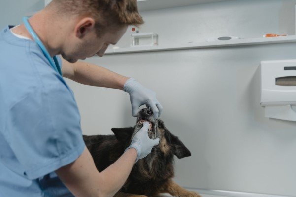 Why is it essential to treat Periodontal Disease in Dogs?