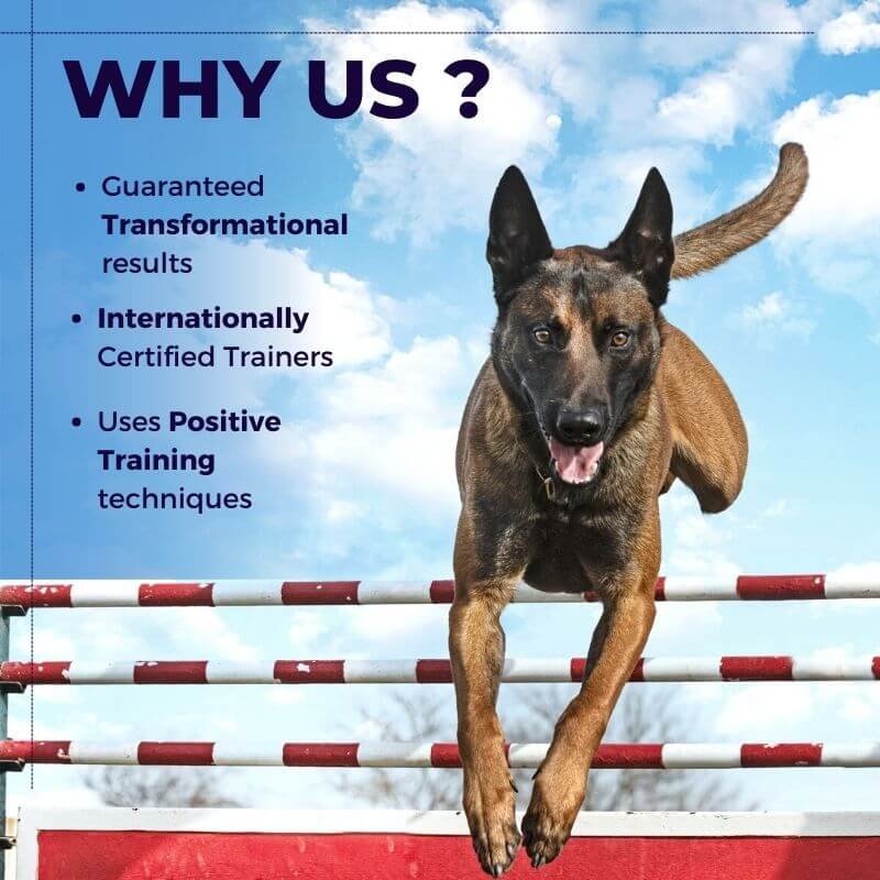 Certified guard hot sale dog