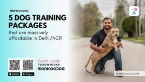 Affordable Dog Training Packages in Delhi NCR