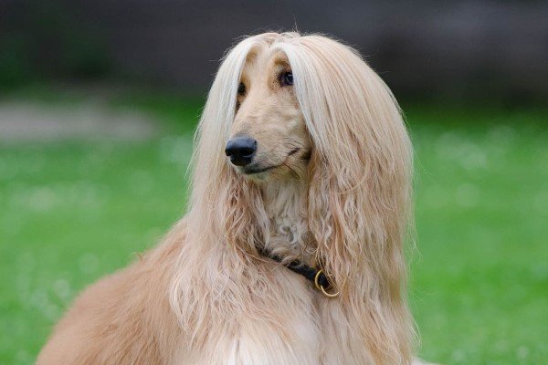 Afghan Hounds