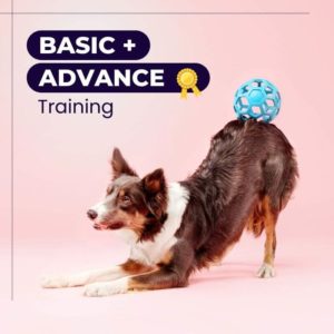 Basic + Advanced Training