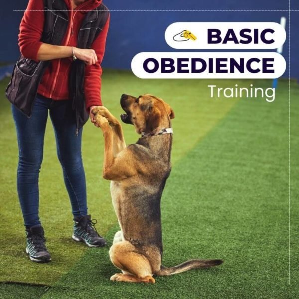 Basic Obedience Training