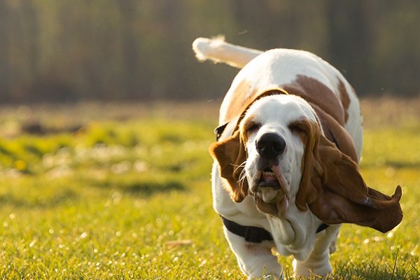 Basset Hounds | Hound Dog Breeds
