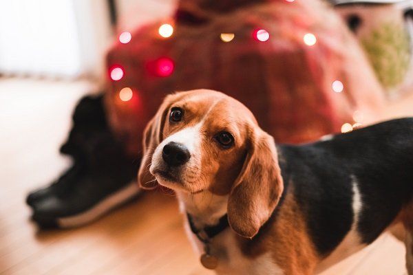 Beagle | Hound Dog Breeds