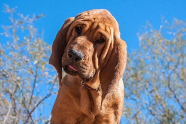 Bloodhound | Hound Dog Breeds