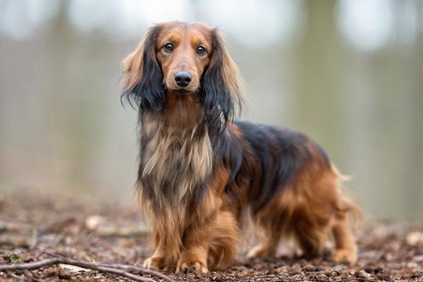 Dachshund