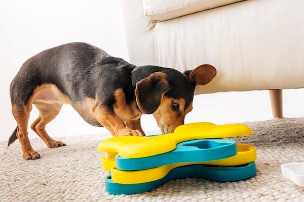 Do use praise treats or toys | Disciplining Dogs