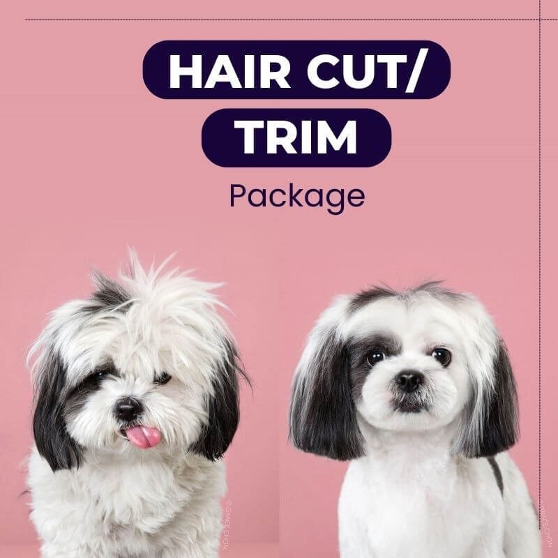 Hair Cut | Trimming Service