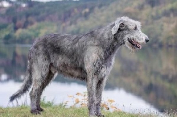 Irish Wolfhound | Monkoodog