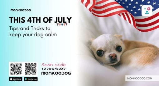 Keep Your Dog Calm on the Fourth of July: Tips and Tricks