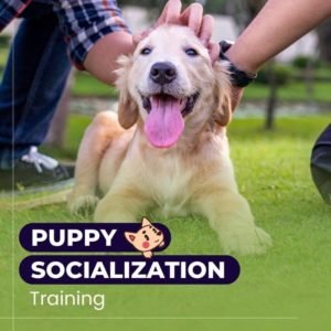 Puppy Socialization Training