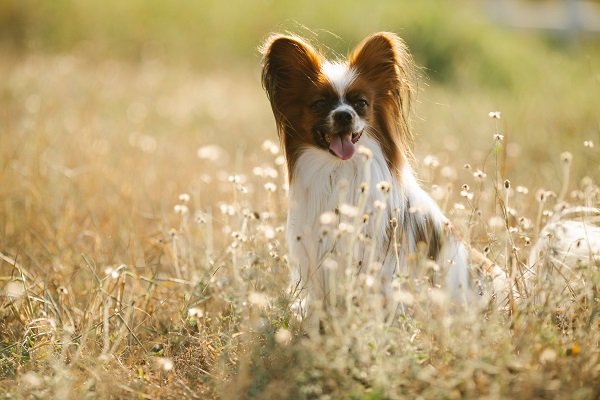 PapillonSmallest Dog Breeds