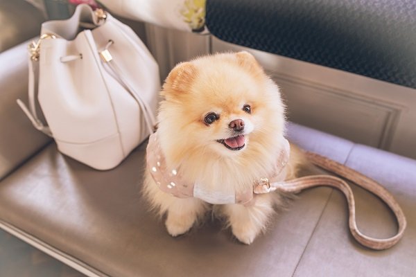 Pomeranian