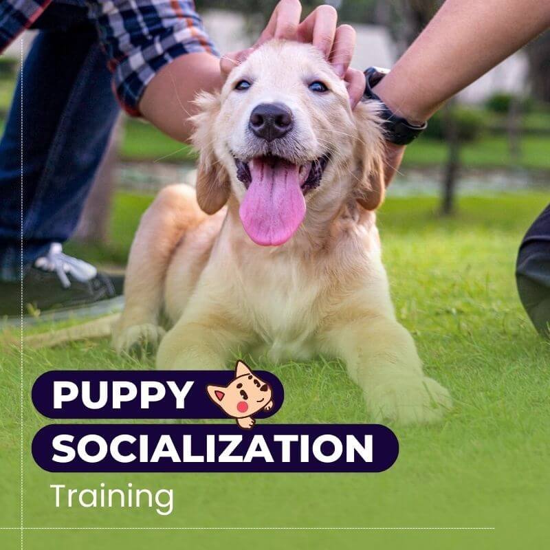 Puppy Socialization Training Packages Starting At Rs799 Per Session