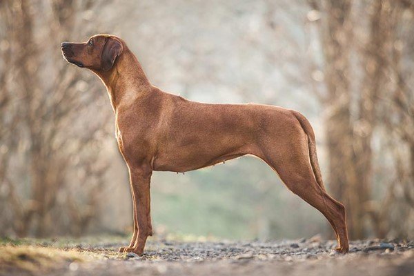 Rhodesian Ridgeback