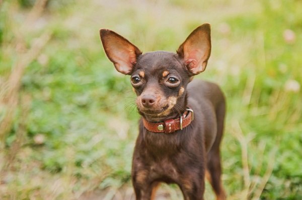 Smallest Dog Breeds Russian Toy Terriers