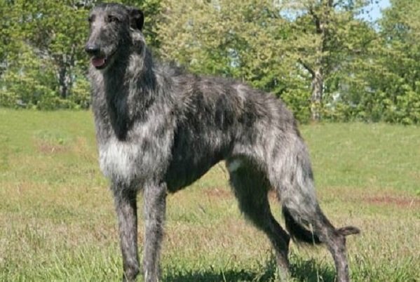 Scottish Deerhound | Hound Dog Breeds