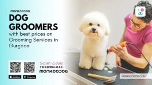 Dog Groomers in Gurgaon With Best Prices