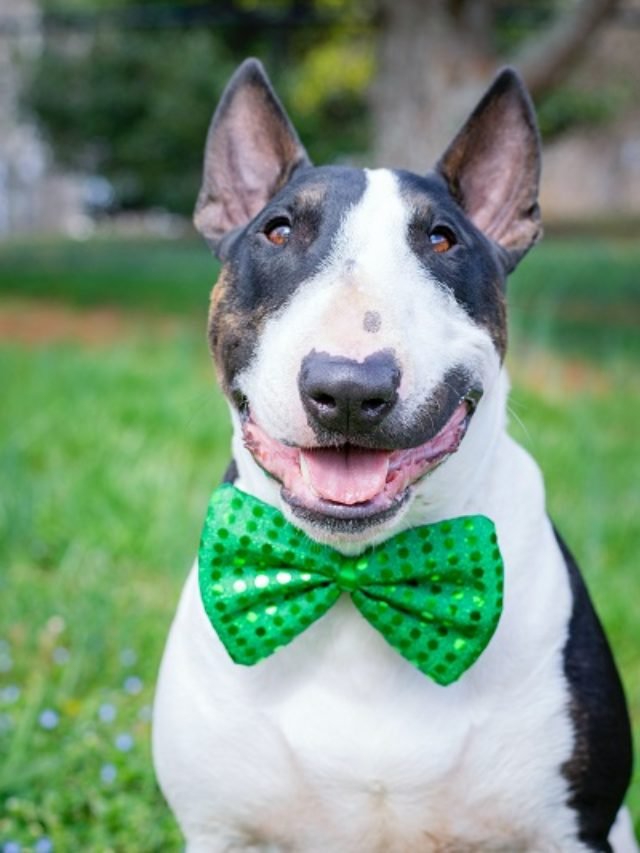 Top 10 Dumbest Dog Breeds in the World Monkoodog