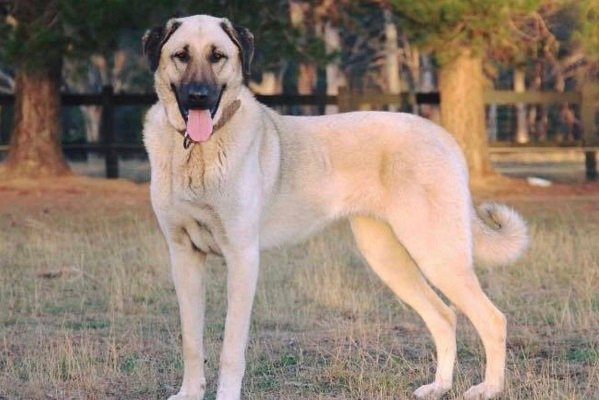 Anatolian Shepherd Largest Dog Breeds