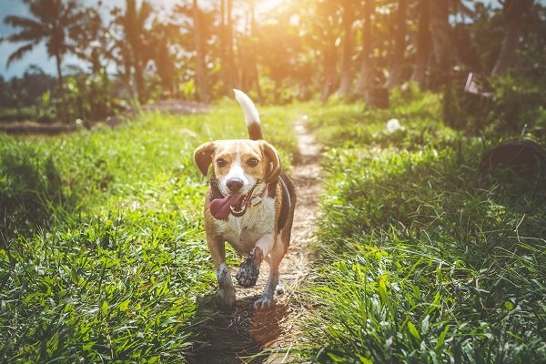 Beagle - Dogs for Senior Citizens