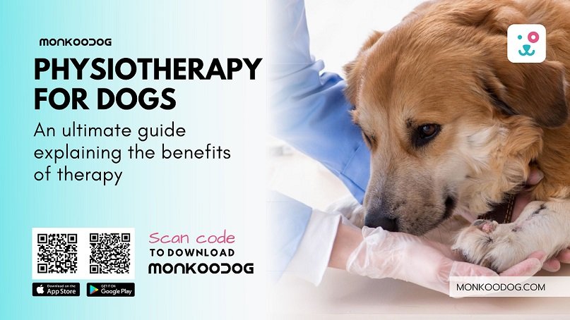 Benefits of Physiotherapy for Dogs ( The Ultimate Guide)