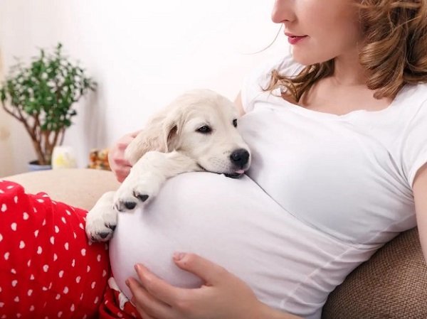 Do they observe emotional or behavioural changes in you - Dogs Sense Pregnancy?