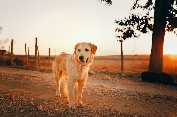 Golden Retriever - Dogs for Senior Citizens