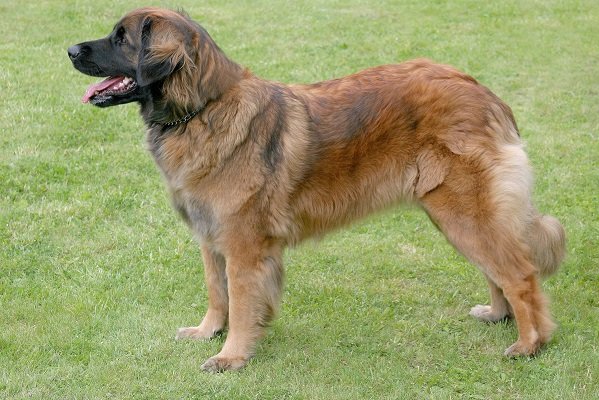 Leonberger - Largest Dog Breeds