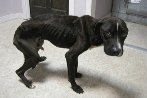 Weaker dogs are treated as disposable targets. - Dogfighting