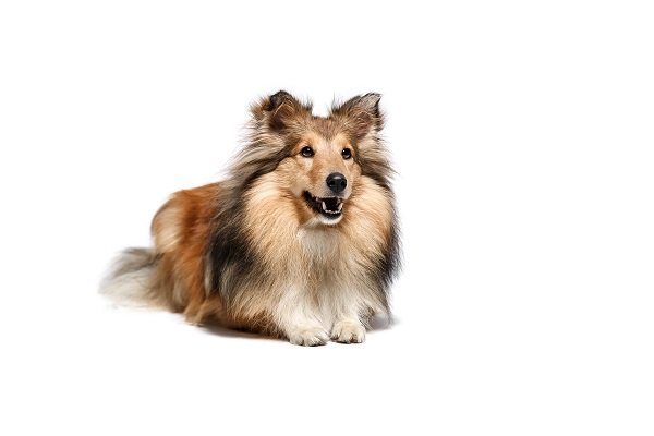 Why Is There a Controversy on Shetland Sheepdog in the Uk?