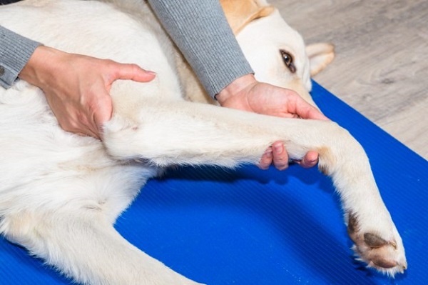 Why is Physiotherapy for Dogs is important and What are its benefits for Dogs?