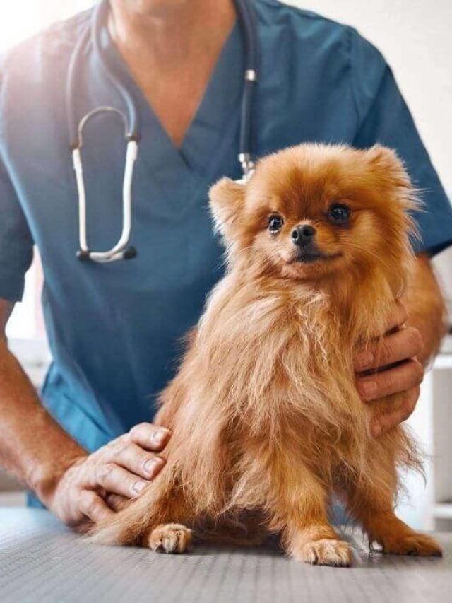 10 Tips to Increase the Lifespan of your Dog Monkoodog