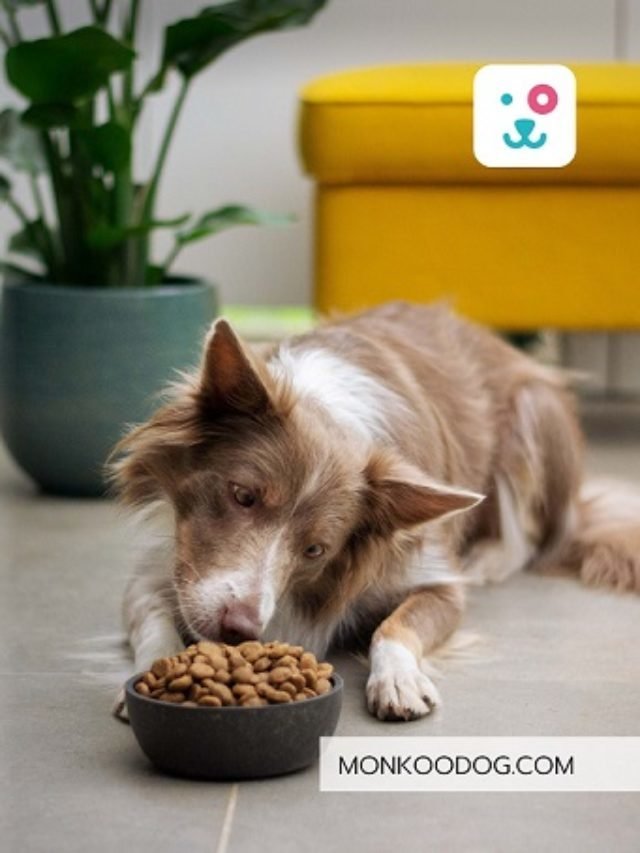 3 Reasons To Consider Switching To Natural Pet Food