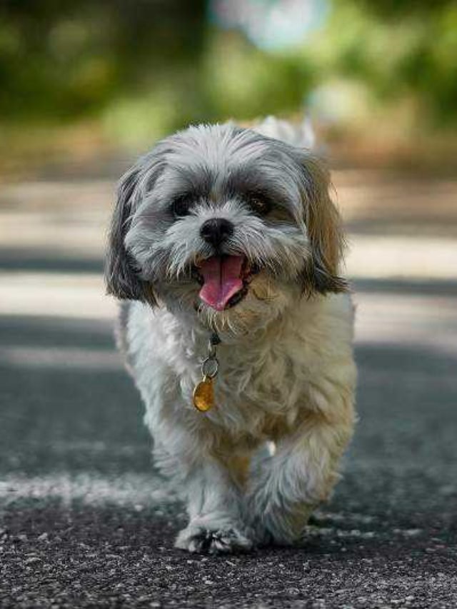 12 Hypoallergenic Long coat Dog breeds for Dog Lovers Monkoodog